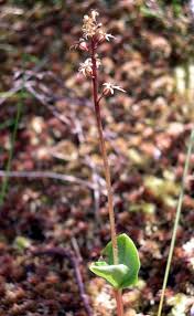Attēlu rezultāti vaicājumam “Listera ovata flower”