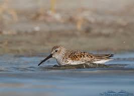 Attēlu rezultāti vaicājumam “Calidris alpina adult”