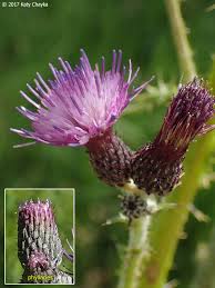 Attēlu rezultāti vaicājumam “Cirsium palustre flower”