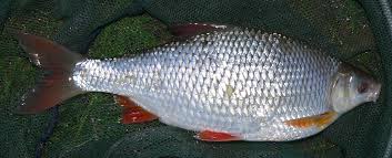 Image result for Rutilus heckelii