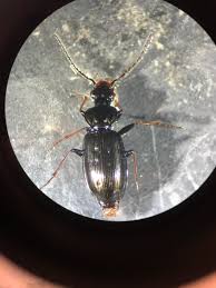 Attēlu rezultāti vaicājumam “Carabus clathratus”