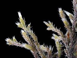 Attēlu rezultāti vaicājumam “Hedwigia ciliata”