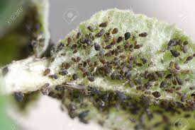 Attēlu rezultāti vaicājumam “Sternorrhyncha”