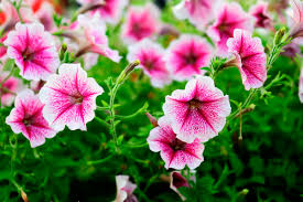 Image result for Petunia