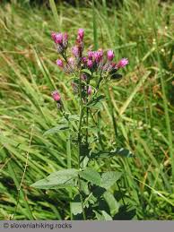 Attēlu rezultāti vaicājumam “Serratula tinctoria flower”