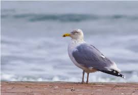 Attēlu rezultāti vaicājumam “Larus argentatus”