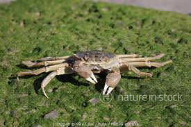 Image result for Eriocheir sinensis