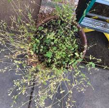 Attēlu rezultāti vaicājumam “Arenaria procera bud”