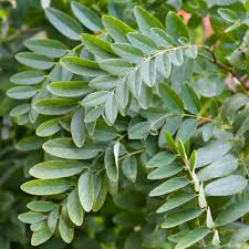 Attēlu rezultāti vaicājumam “Robinia”
