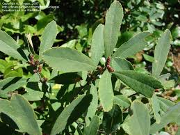 Attēlu rezultāti vaicājumam “Myrica gale leaf”