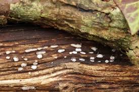 Attēlu rezultāti vaicājumam “Propolis farinosa”