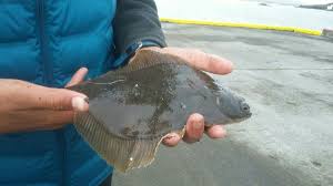 Image result for Microstomus kitt