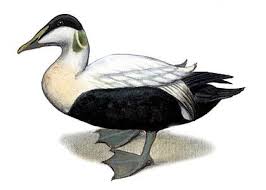 Attēlu rezultāti vaicājumam “Licea pusilla sessile”