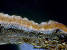 Attēlu rezultāti vaicājumam “Gloeoporus taxicola”