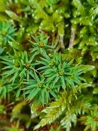 Attēlu rezultāti vaicājumam “Pogonatum nanum”