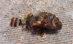 Image result for Scorpaena porcus