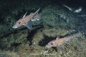 Image result for Hydrolagus colliei