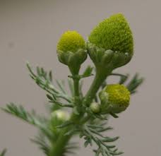 Attēlu rezultāti vaicājumam “Matricaria discoidea”