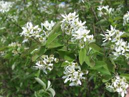 Attēlu rezultāti vaicājumam “Amelanchier canadensis”