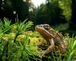Attēlu rezultāti vaicājumam “Pelophylax juvenile”
