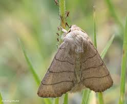 Attēlu rezultāti vaicājumam “Charanyca trigrammica”