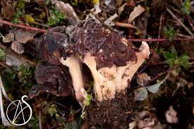 Attēlu rezultāti vaicājumam “Gyromitra esculenta”