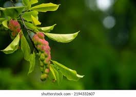 Attēlu rezultāti vaicājumam “Magnolia kobus fruit”