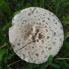 Attēlu rezultāti vaicājumam “Amanita strobiliformis”
