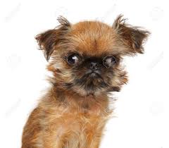 Image result for brüsseler giffon