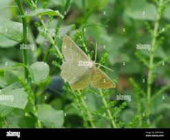 Attēlu rezultāti vaicājumam “Thalera fimbrialis”