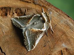 Attēlu rezultāti vaicājumam “Habrosyne pyritoides”