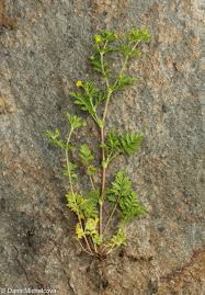Attēlu rezultāti vaicājumam “Potentilla supina”