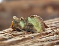 Attēlu rezultāti vaicājumam “Diachrysia tutti”