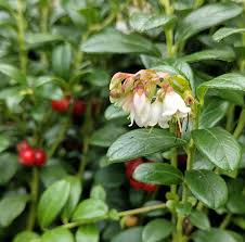 Attēlu rezultāti vaicājumam “Vaccinium vitis-idaea fruit”