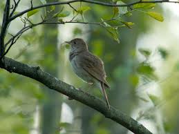 Image result for Luscinia luscinia