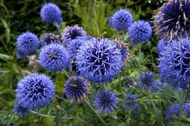 Image result for Echinops spaerocephalus