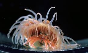 Image result for sea Anemone