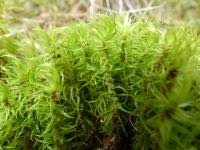 Attēlu rezultāti vaicājumam “Dicranales”