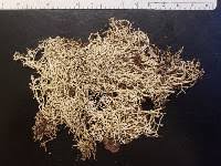 Attēlu rezultāti vaicājumam “Cladonia mitis”