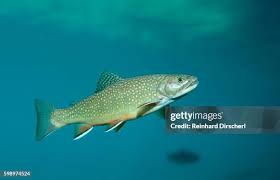 Image result for Salvelinus fontinalis