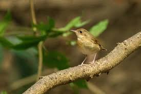 Image result for Luscinia cyane