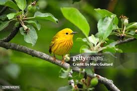 Image result for Dendroica petechia