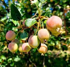 Attēlu rezultāti vaicājumam “Malus baccata”