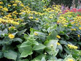 Image result for Telekia speciosa