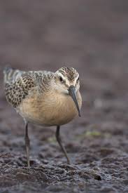 Attēlu rezultāti vaicājumam “Calidris ferruginea”