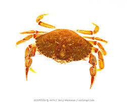 Image result for Cancer irroratus