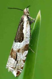 Attēlu rezultāti vaicājumam “Ancylis myrtillana”