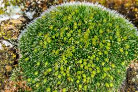 Attēlu rezultāti vaicājumam “Grimmia pulvinata sporophyte”