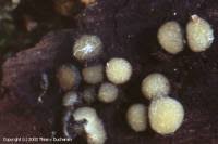 Attēlu rezultāti vaicājumam “Vibrissea decolorans”