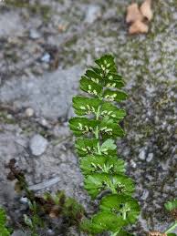 Attēlu rezultāti vaicājumam “Asplenium viride”